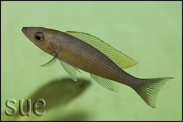 Paracyprichromis brieni 'Kibige Island'
